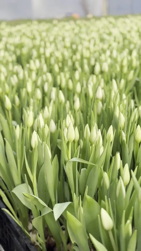 Rows of green tulip buds in spring, close-up of fresh flowers in a field Vídeos de archivo 329783945