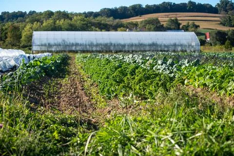 Rows of green vegetables in front of an organic greenhouse. Stock Photos