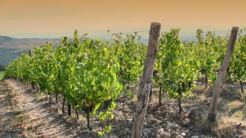 Rows of green vines move in the wind at sunset in Tuscany. Italy Stock-Footage 160561874