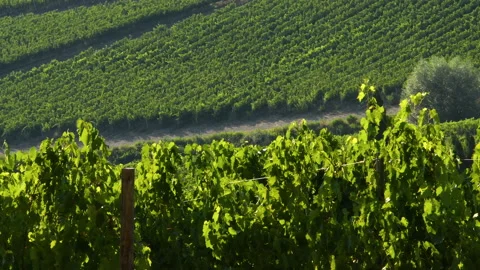 Rows of green vines moved by the wind in the beautiful Chianti region Stock Footage 136949414