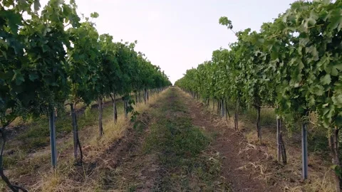 Rows of green vines moved by the wind in the beautiful Chianti region of Tuscany Stock-Footage 150942488