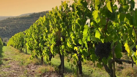 Rows of green vineyards with grape before harvest at sunset Stock Footage 116201613