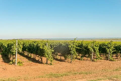 Rows of green vineyards. Grape vines field in summer. Stock Photos