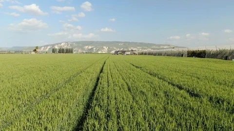 Rows of Green wheat field with beautiful sky Stock Footage 127477765