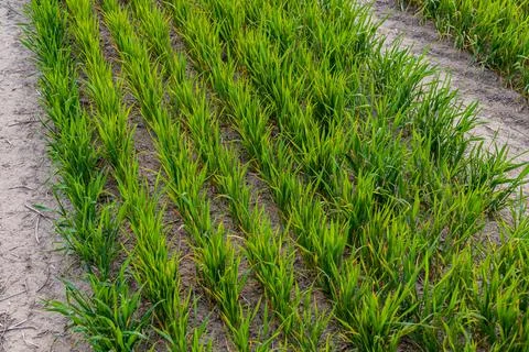 Rows of green wheat sprouts thrive in a winter field, basking in warm sunli.. Stock-Fotos