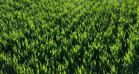 Rows of green young grass with rows in the ground, the concept of agriculture 스톡 사진
