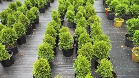 Rows of green young seedlings of Thuja occidentalis Smaragd trees in pots in the Stock Footage 286720123