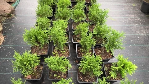 Rows of green young seedlings of Thuja occidentalis and Smaragd trees in pots Видео 286734133