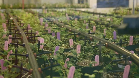 Rows of Green Young Sprouts In The  Greenhouse. Stock Footage 119425677