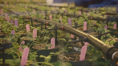 Rows of Green Young Sprouts In The  Greenhouse. Stock Footage 119438026
