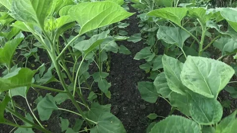 Rows of green young sunflowers in a field close-up POV Video stock 337796405
