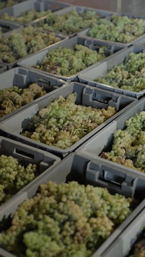 Rows of Grey Crates Filled with White Grape Bunches After Harvest Stock Footage 344437644