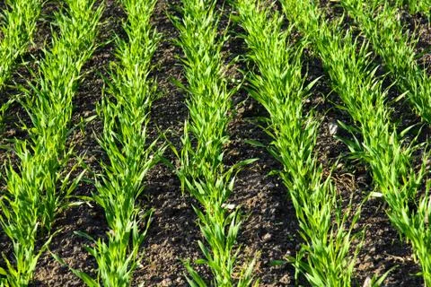 Rows in growing cereal field Stock Photos