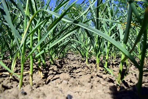 Rows of growing garlic on a farm. Stock Photos