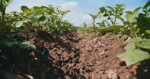 Rows of Growing Potatoes in a Farm Field Food Production Video stock 276689569