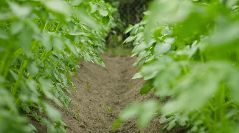 Rows of growing potatoes green plants Stockbeeldmateriaal 41846181