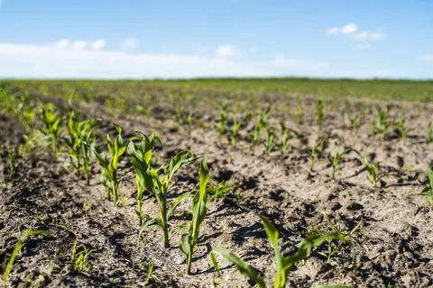 Rows of growing young green corn seedling sprouts in cultivated agricultural Stock Photos