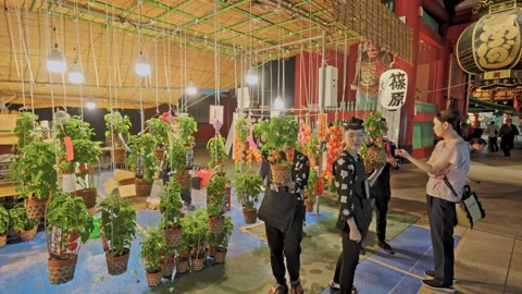 Rows of Hanging Ground Cherry Plants at Temple Festival Stall, Tokyo Stock Footage 342712270
