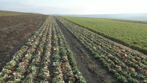 Rows of harvested cabbage and carrot crops in a vast agricultural field under a Vídeo Stock 332724066