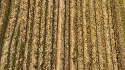 A rows of harvested crops form a visually appealing pattern. Stock Footage 306728453