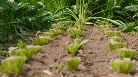 Rows of Harvested Greens Stock Footage 312006330