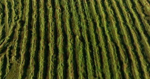 Rows of harvested hay Stock Footage 313938371