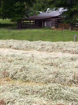 Rows Of Hay In A Field Stock Photos