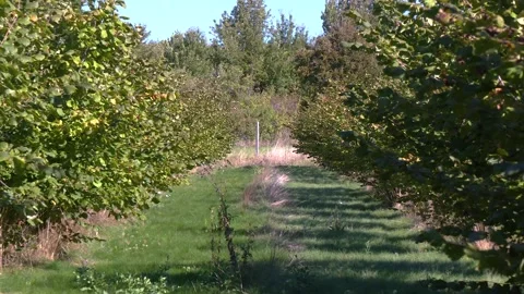 Rows of Hazelnut Trees in Commercial Orchard Stock-Footage 345489526