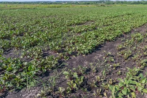 Rows of healthy beetroot plants stretch across fertile soil basking in sunlig Stock Photos