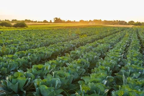Rows of healthy cabbage plants thrive in a vast field as the sun sets, illu.. 写真素材