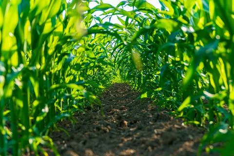 Rows of healthy corn plants stretch high toward the sunlight, creating a lu.. 库存照片