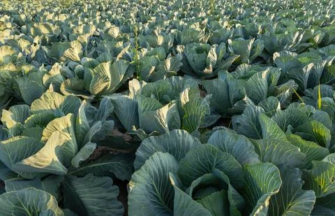 Rows of healthy, green cabbage thrive under warm sunlight, revealing a boun.. 库存照片