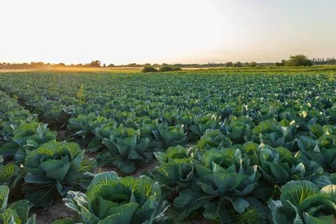 Rows of healthy green cabbage thrive in a field, showcasing the beauty of f.. Stockfoto's
