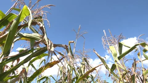 Rows of healthy Green Corn Crops within an Agricultural Field Stock-Footage 290065723