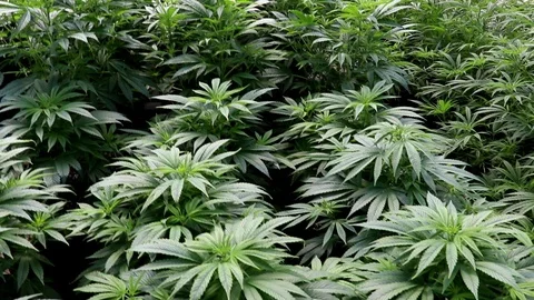 Rows of hemp plants in a greenhouse. Stockbeeldmateriaal 104671043