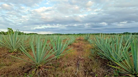 Rows of henequen agave under a wide cloudy sky Stock Footage 343951901