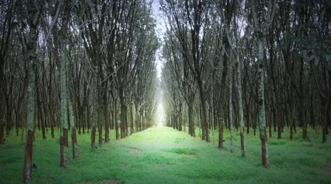 Rows of hevea trees in latex rubber production farm in Thailand. Dramatic view Stock Footage 44237726