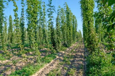 The rows of hop plants on a supported string Stock Photos