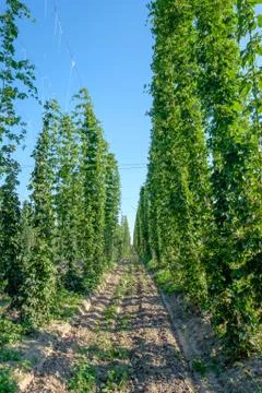 The rows of hop plants on a supported string. Stock Photos