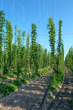 The rows of hop plants on a supported string or wire for stability. Stock Photos