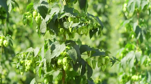 Rows of hops ready for harvest Stock-Footage 52221943