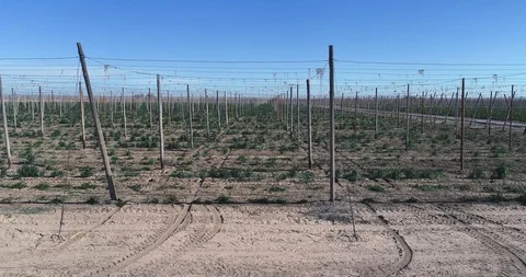 Rows of Hops in Spring Stock Footage 107217339