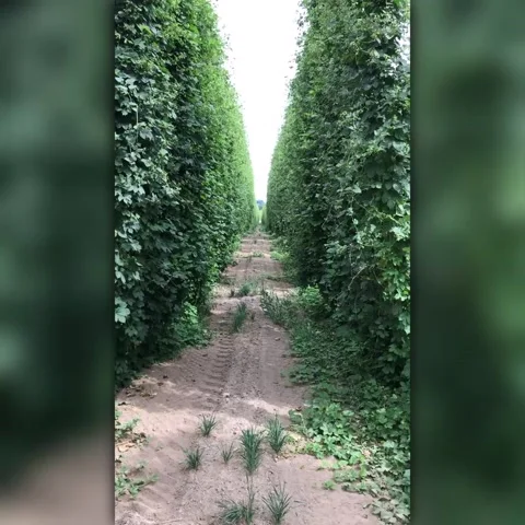 Rows of Hops Vines Stock Footage 135935390