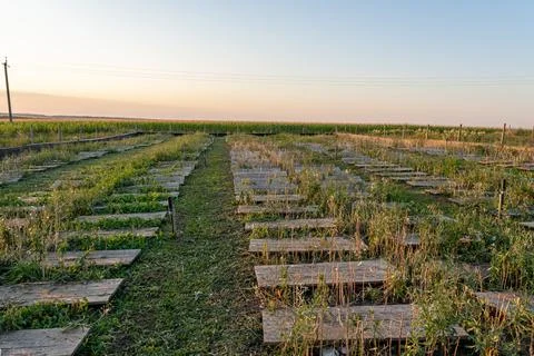 Rows of horizontal timber structures fill specialized agricultural zone surro Fotos Stock