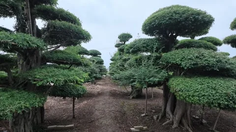 Rows of Hubei Ash Bonsai Trees with Gnarled Trunks in Nursery Stock Footage 345978753