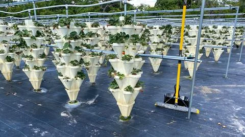 Rows of hydroponic containers filled with strawberry plants Stock-Fotos