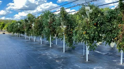 Rows of hydroponic containers filled with tomato plants. Stock Photos