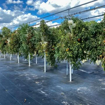 Rows of hydroponic containers filled with tomato plants. 스톡 사진