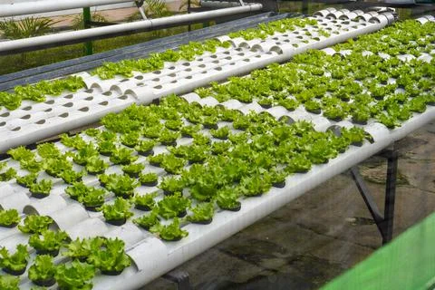 Rows of hydroponic lettuce that are damaged and affected by pests Stock Photos