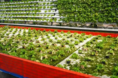 Rows of hydroponic lettuce that are damaged and affected by pests Photos